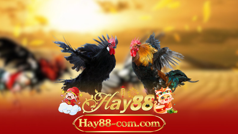 Bí quyết chọn gà ngũ sắc